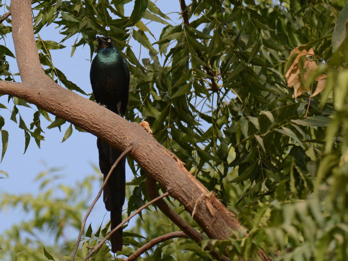 Long-tailed Glossy Starling - ML85996851