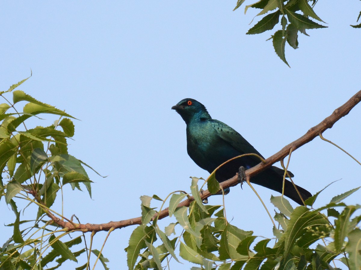Greater Blue-eared Starling - ML85996861