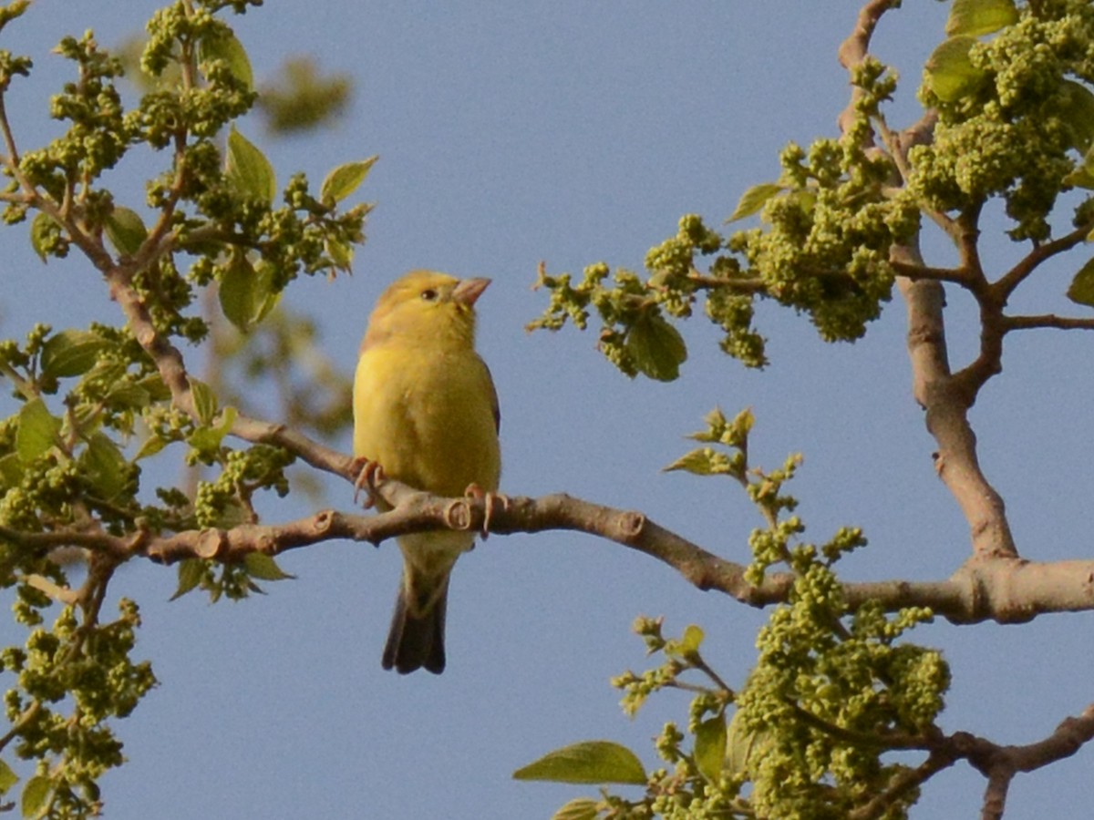 Sudan Golden Sparrow - ML85996901