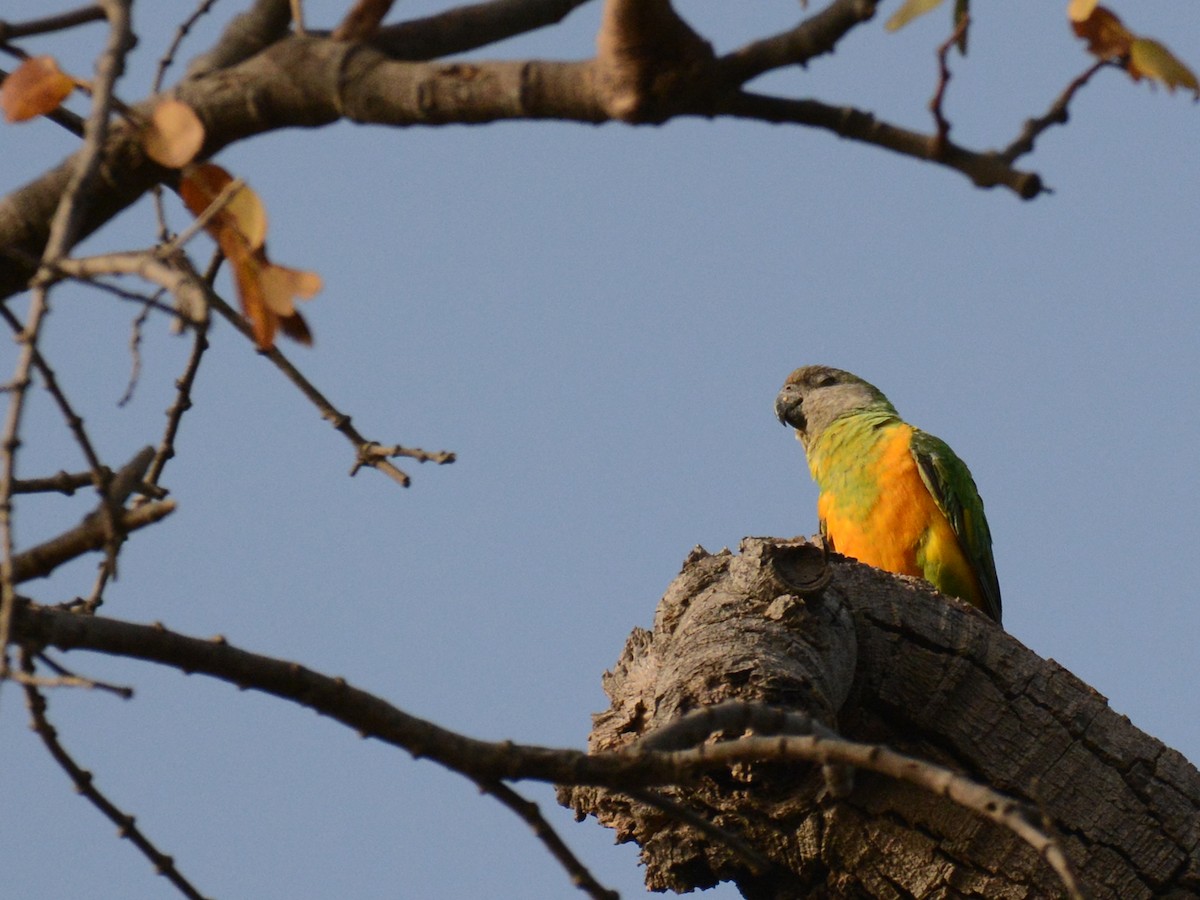 Senegal Parrot - ML85996921