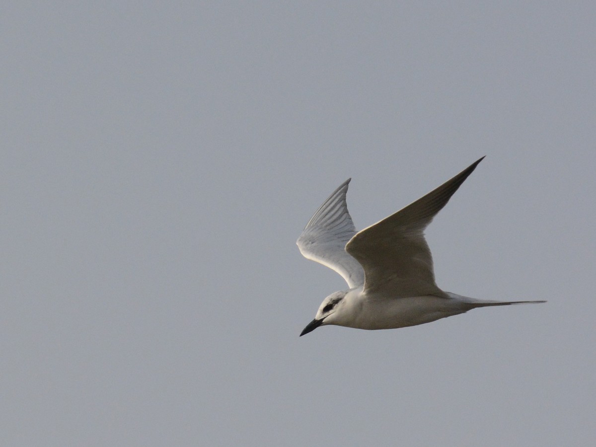 Gull-billed Tern - Marie O'Neill
