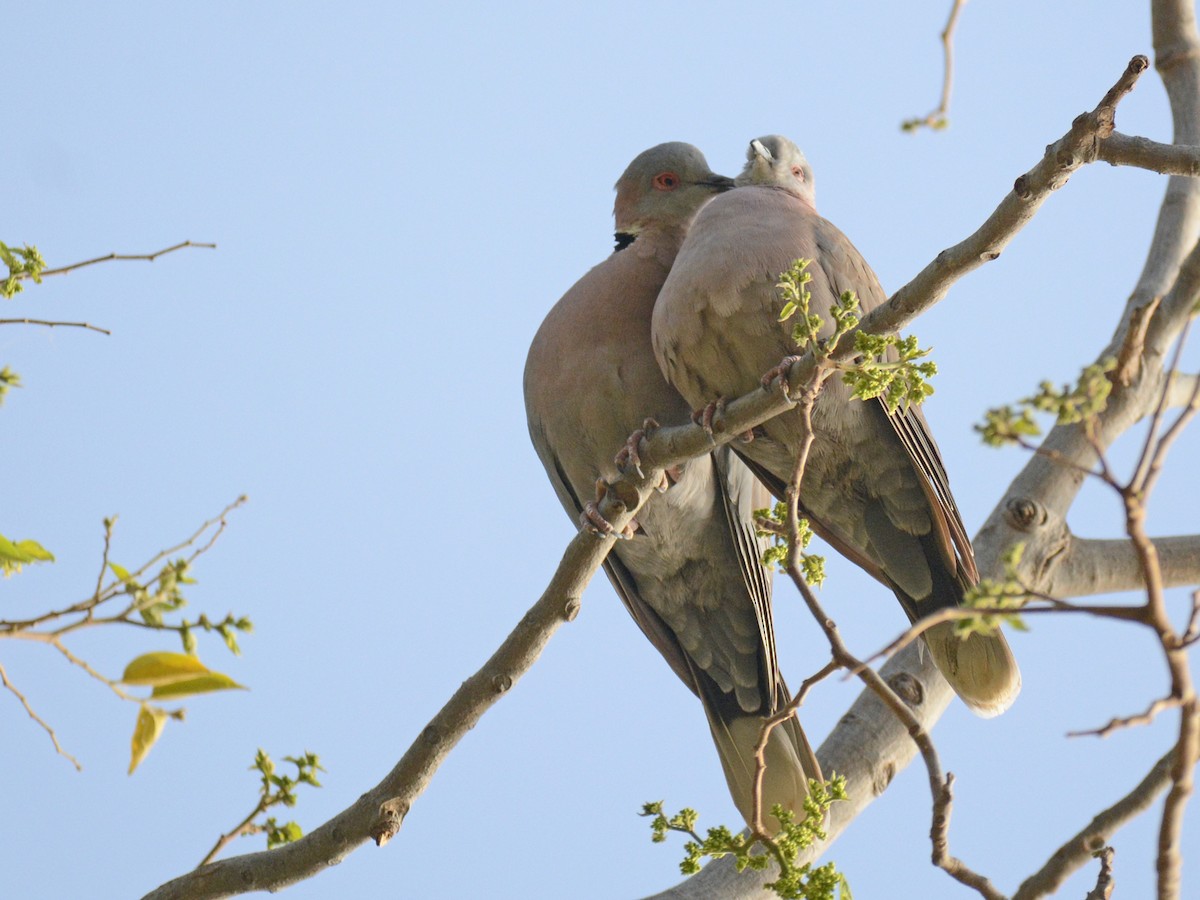 Mourning Collared-Dove - ML85997091