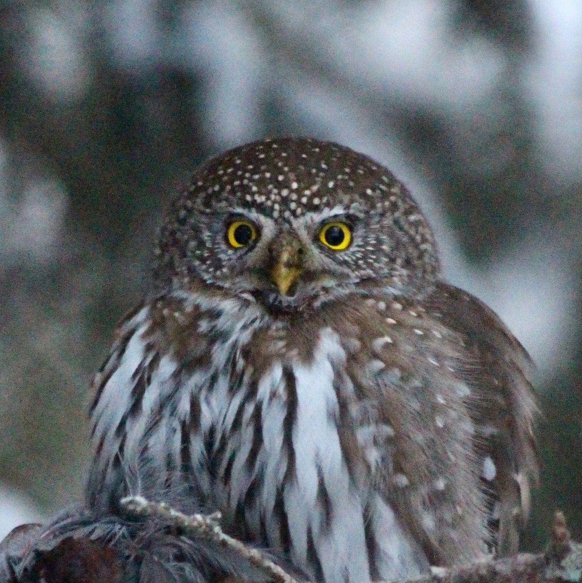Northern Pygmy-Owl - ML85997971