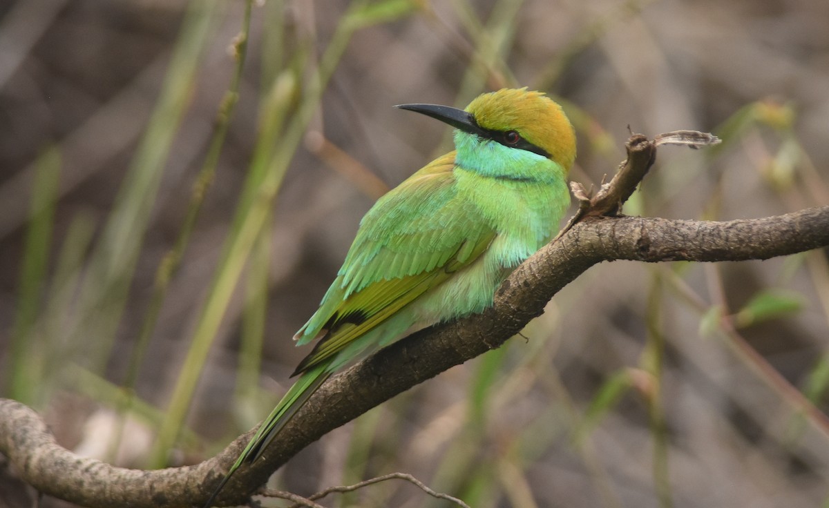 Asian Green Bee-eater - ML85998091