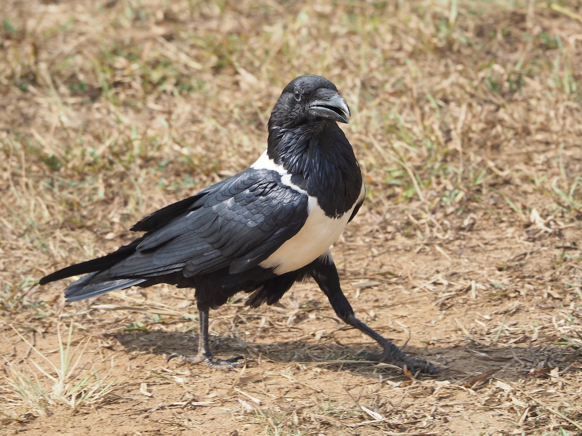 Pied Crow - Selvino de Kort