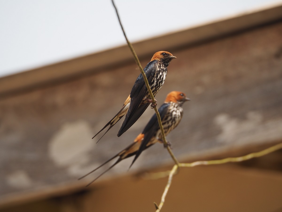 Lesser Striped Swallow - Selvino de Kort