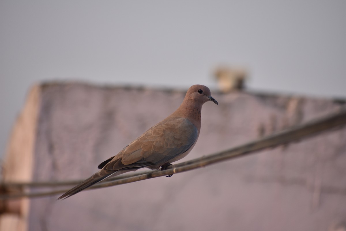 Laughing Dove - ML85999501