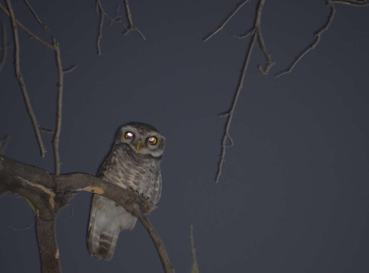 Spotted Owlet - S M  SUNDARAM