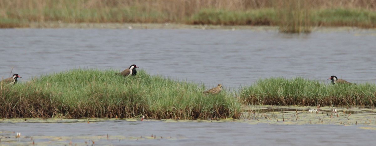 Red-wattled Lapwing - Harshith JV