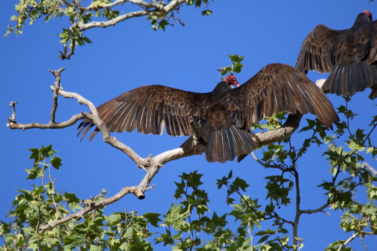 Turkey Vulture - Shawn Miller