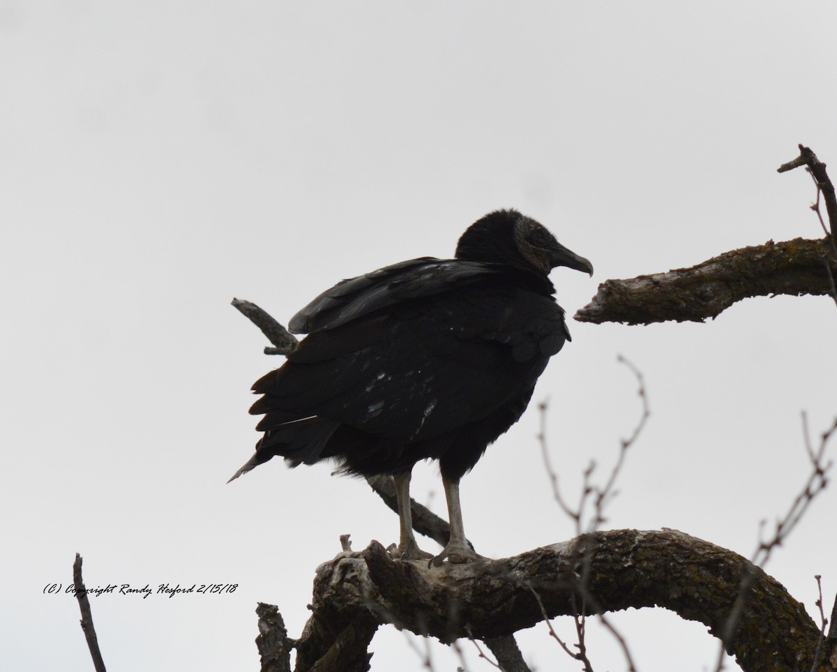 Black Vulture - ML86003291