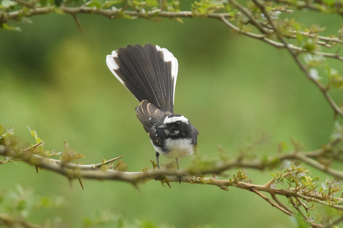 White-browed Fantail - ML86003441