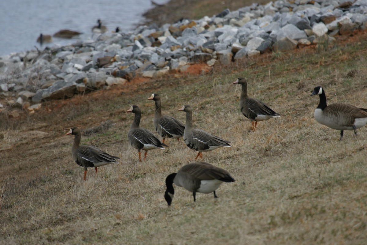 Greater White-fronted Goose - Rusty Trump