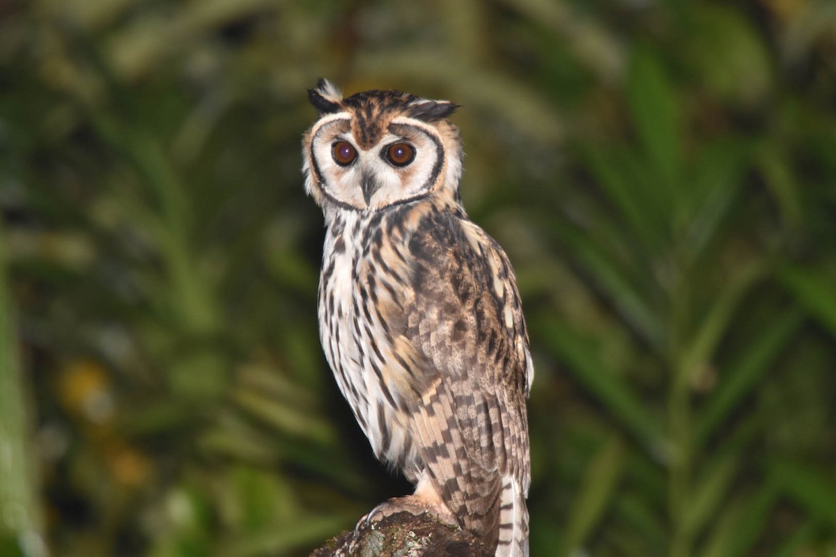 Striped Owl - ML86004491