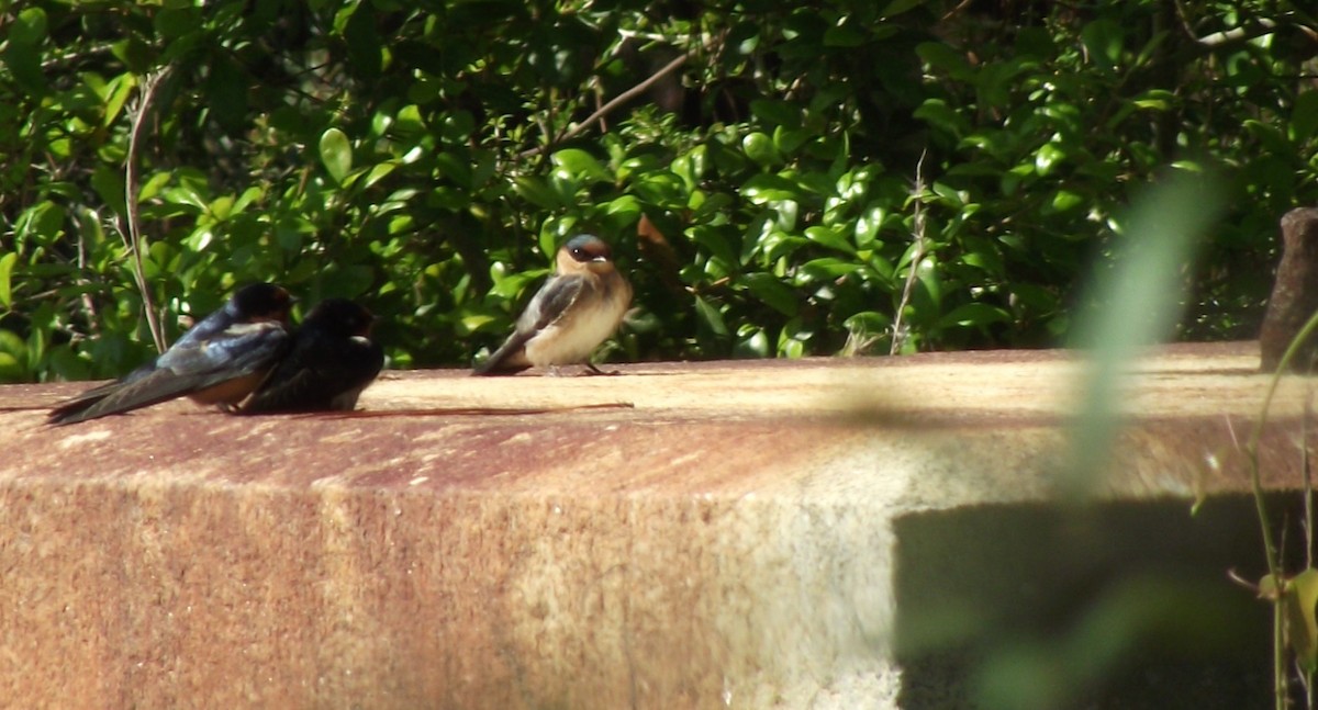 Cave Swallow - ML86004701