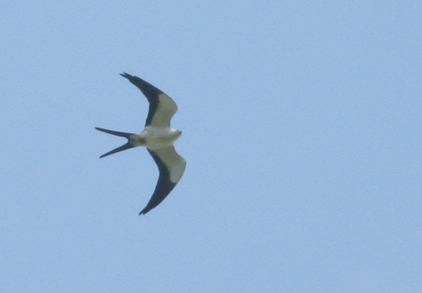 Swallow-tailed Kite - Joe Sweeney