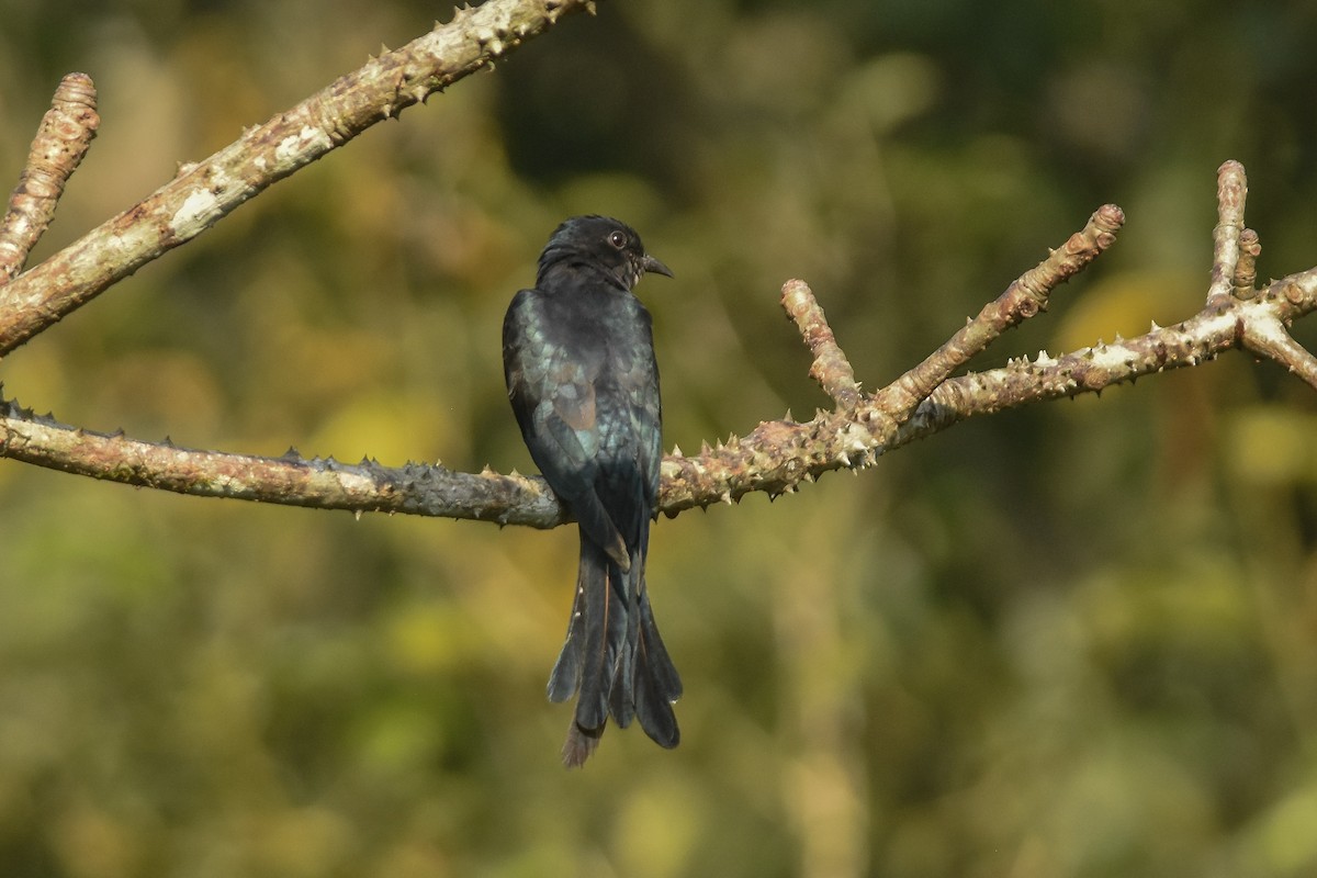 Fork-tailed Drongo-Cuckoo - Daniele Mitchell