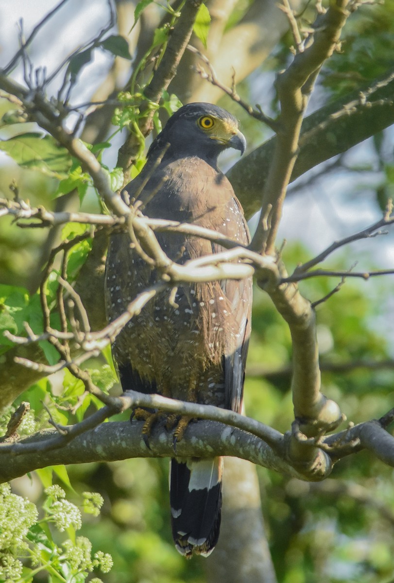 Crested Serpent-Eagle - ML86009061