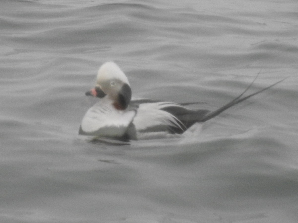 Long-tailed Duck - ML86011601