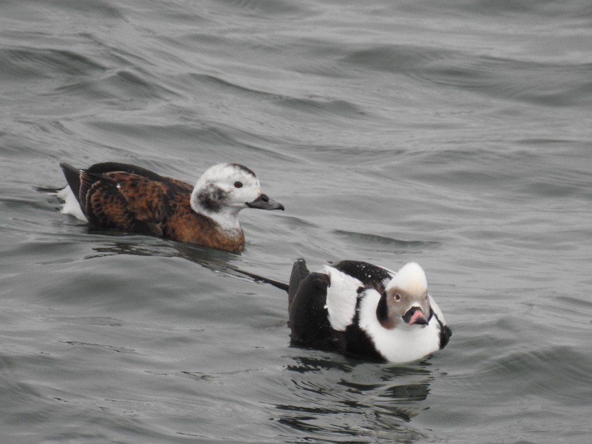 Long-tailed Duck - ML86011671