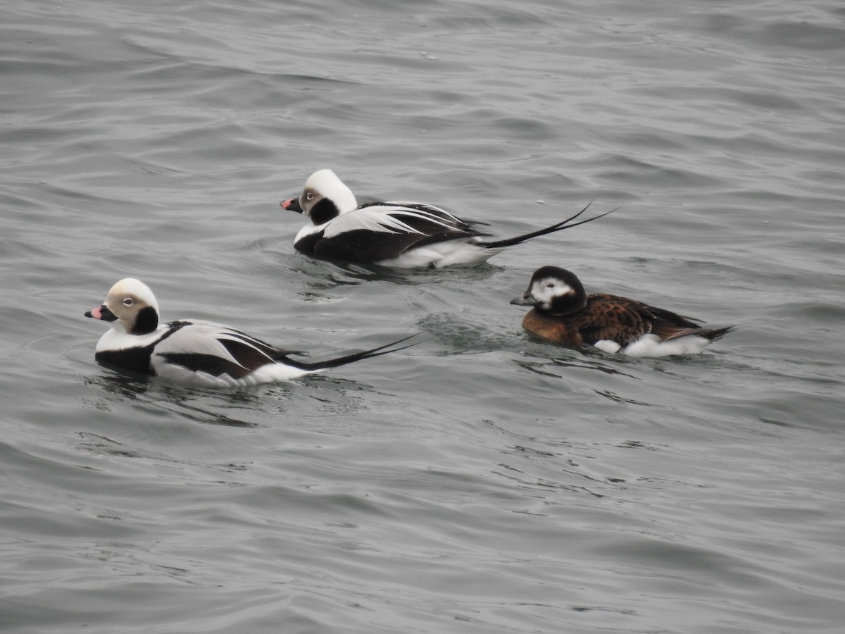 Long-tailed Duck - ML86011691