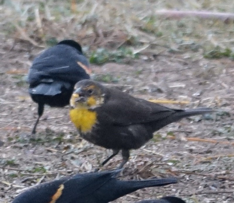 Yellow-headed Blackbird - ML86012911