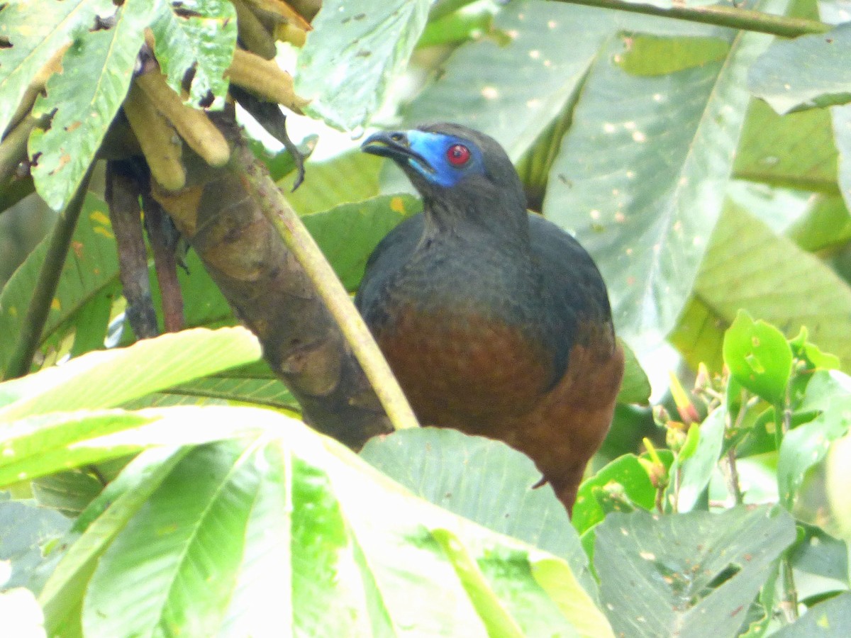 Sickle-winged Guan - ML86013731