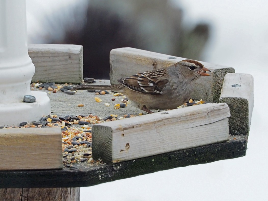 White-crowned Sparrow - Denis Tétreault