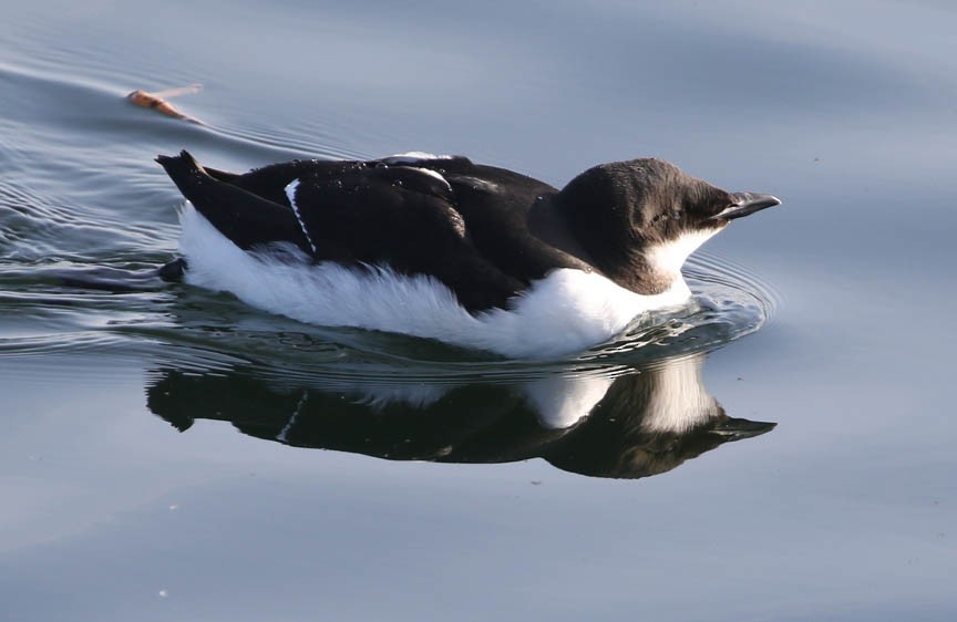 Thick-billed Murre - ML86019841