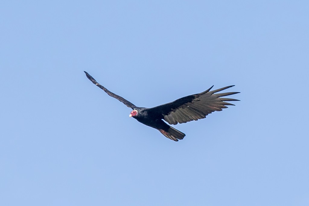Turkey Vulture - ML86020491