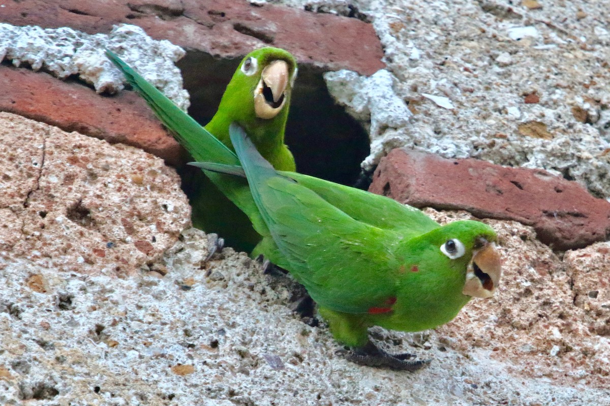 Hispaniolan Parakeet - Gil Ewing