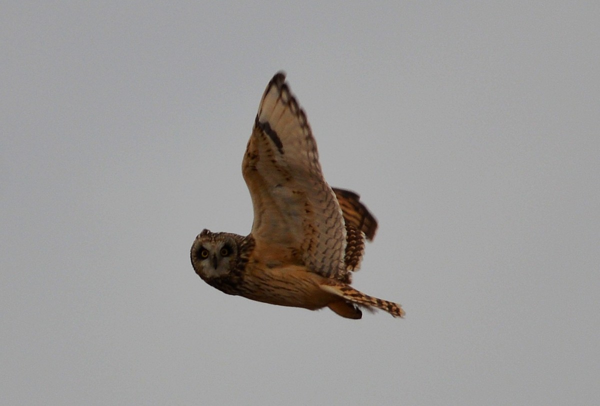 Short-eared Owl - ML86021351