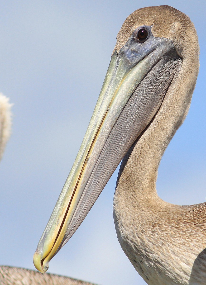 pelikán hnědý - ML86025941