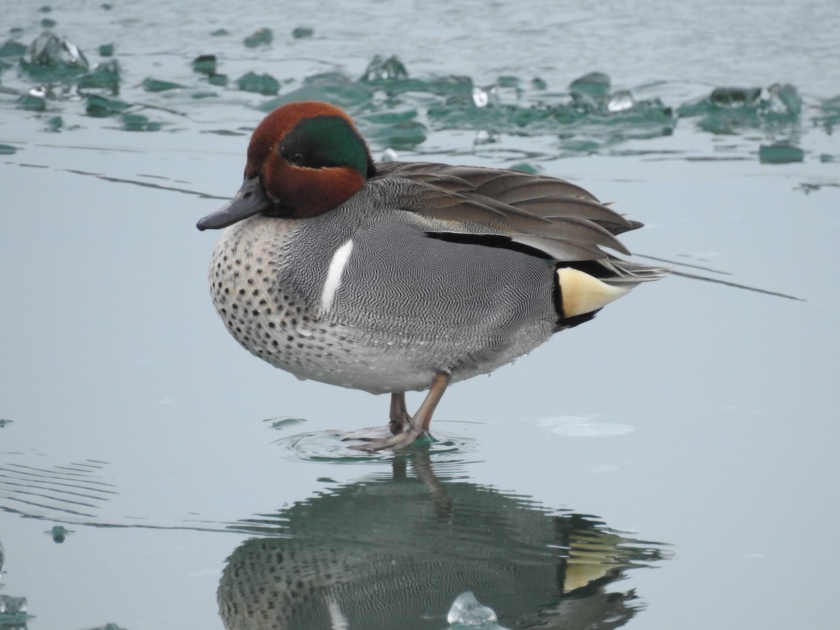 Green-winged Teal - ML86029151