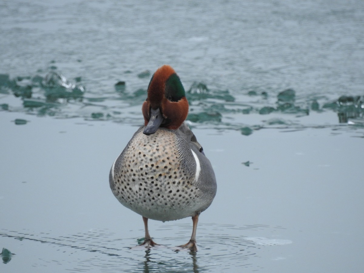 Green-winged Teal - ML86029161