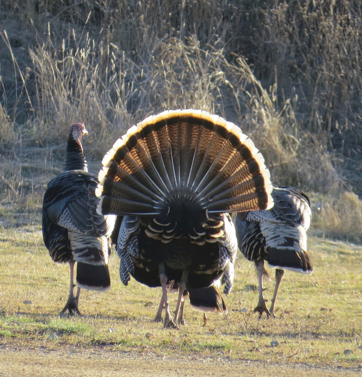 Wild Turkey - Don Glasco