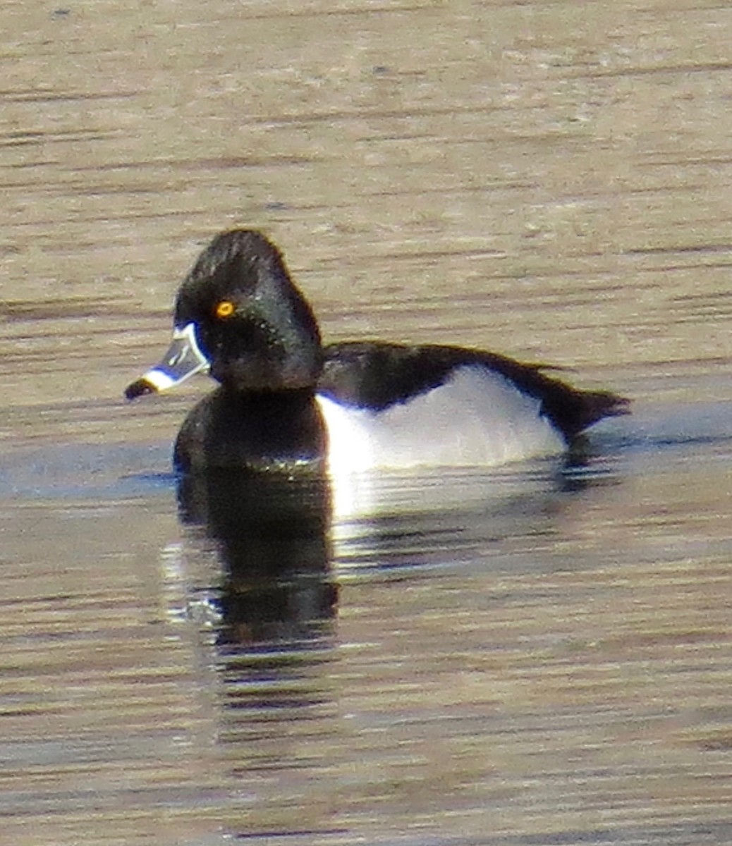 Ring-necked Duck - Don Glasco