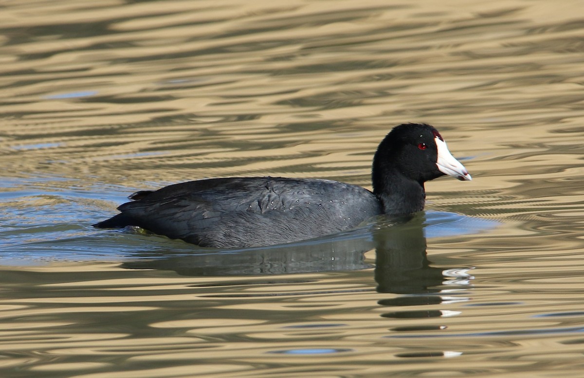 American Coot (Red-shielded) - Jim Stasz