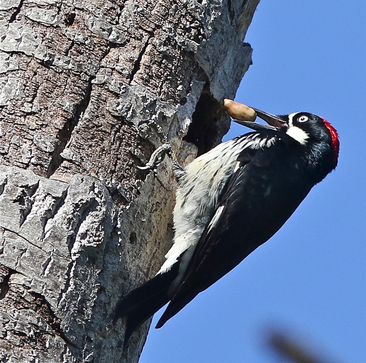 Acorn Woodpecker - Don Roberson