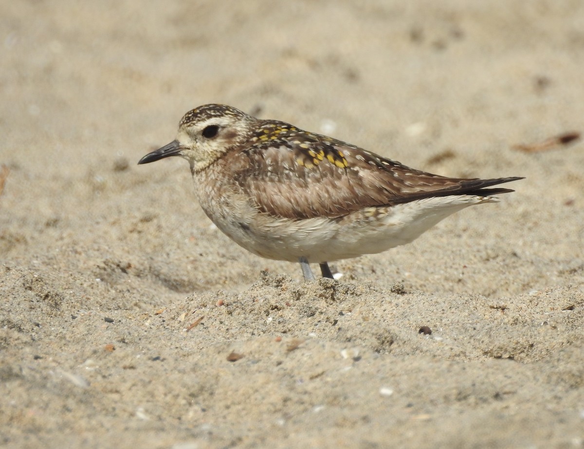 Pacific Golden-Plover - Marcus England