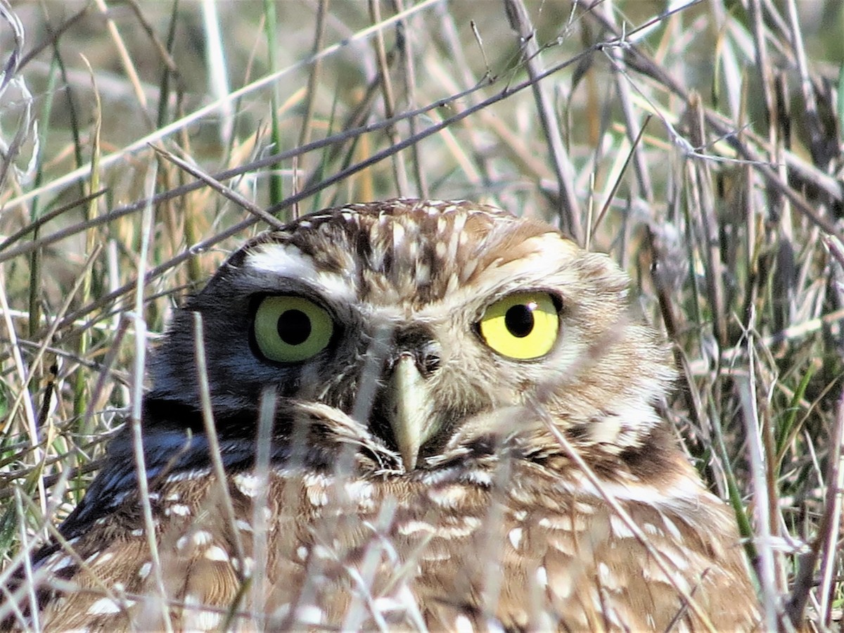 Burrowing Owl - Rick Saxton