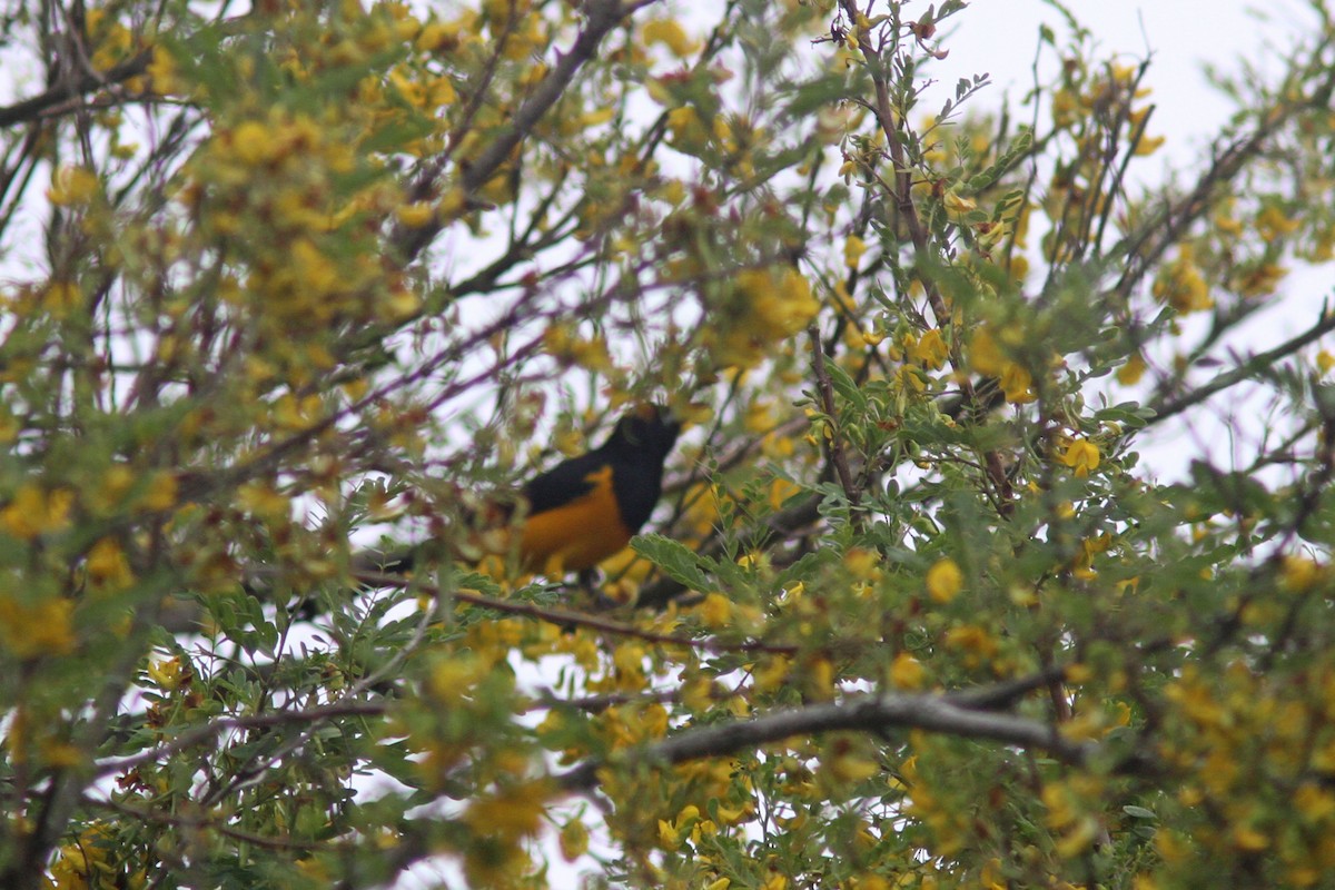 Black-vented Oriole - Larry Therrien