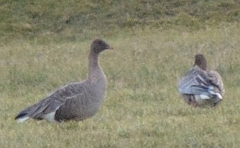 Pink-footed Goose - ML86038401