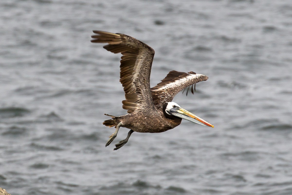 Peruvian Pelican - John Reynolds