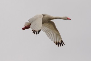 Coscoroba Swan, ML86040391