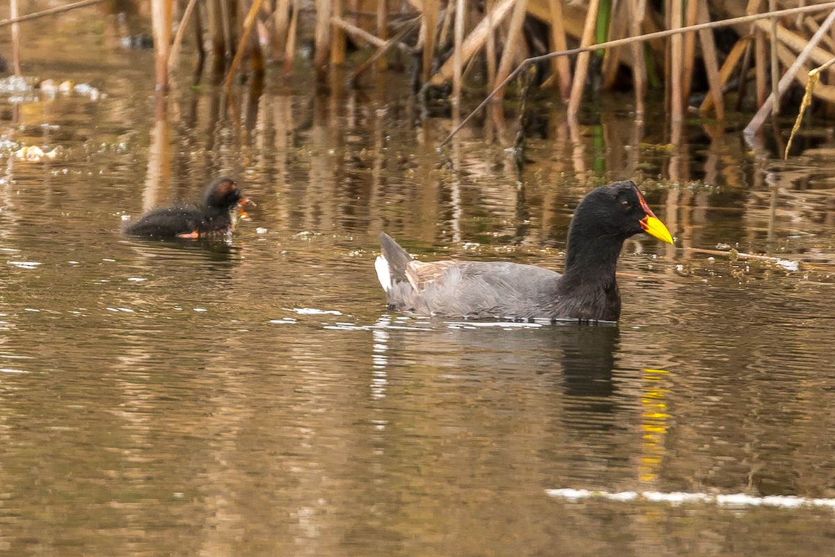 Red-fronted Coot - John Reynolds