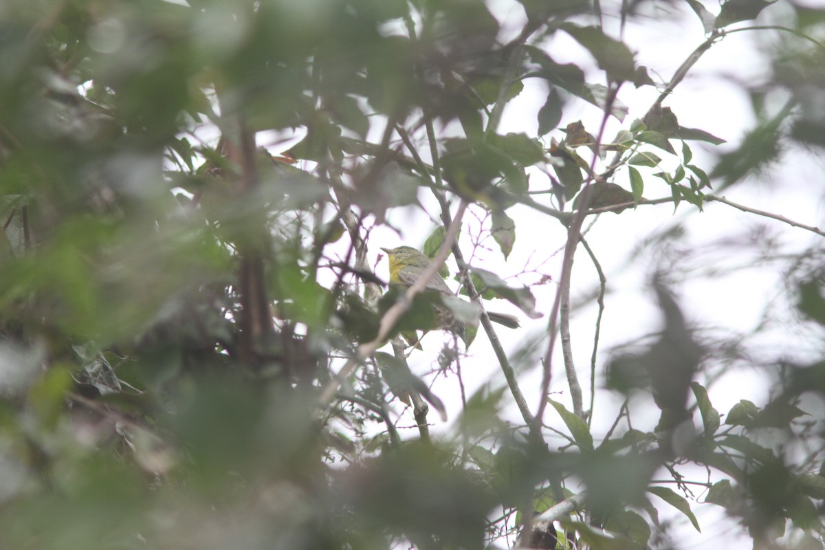 Golden-crowned Warbler - ML86041661
