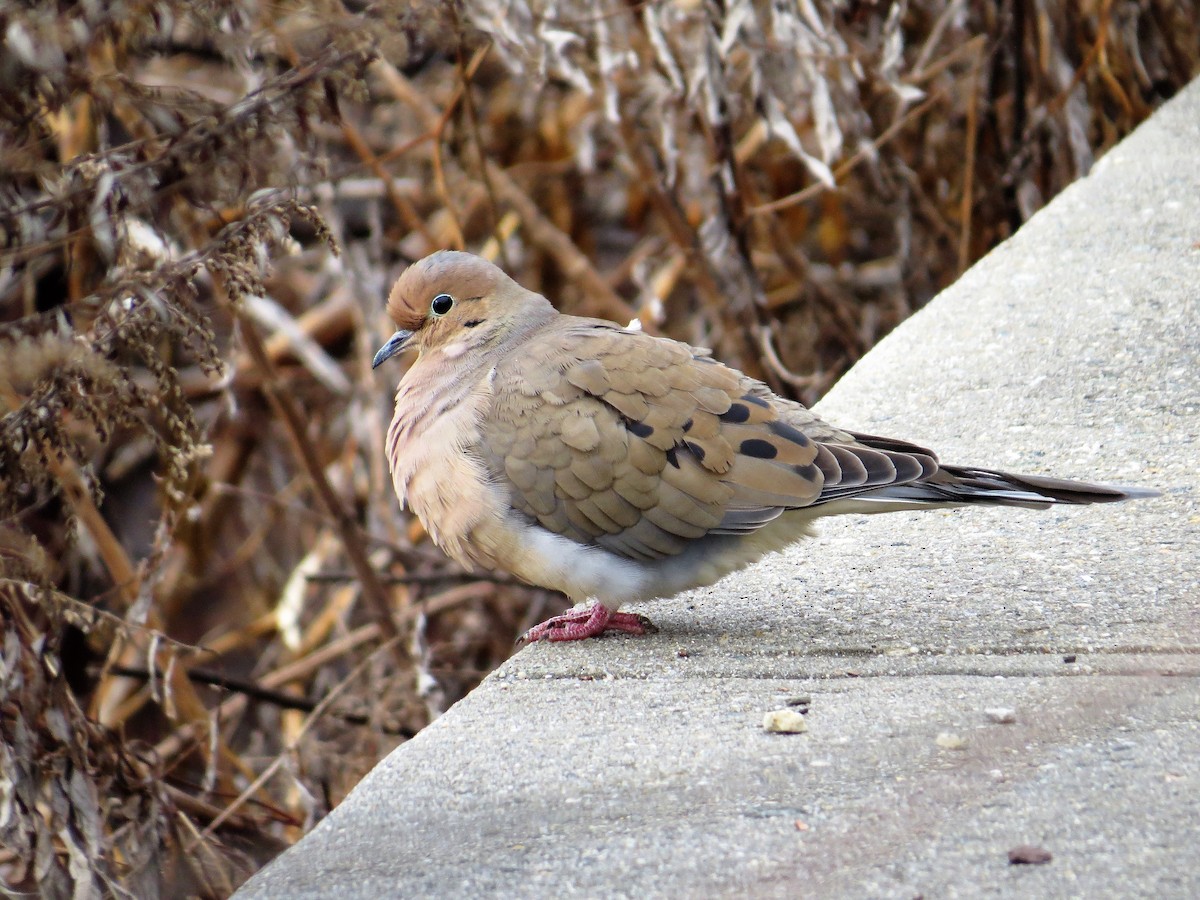 Mourning Dove - Ben West
