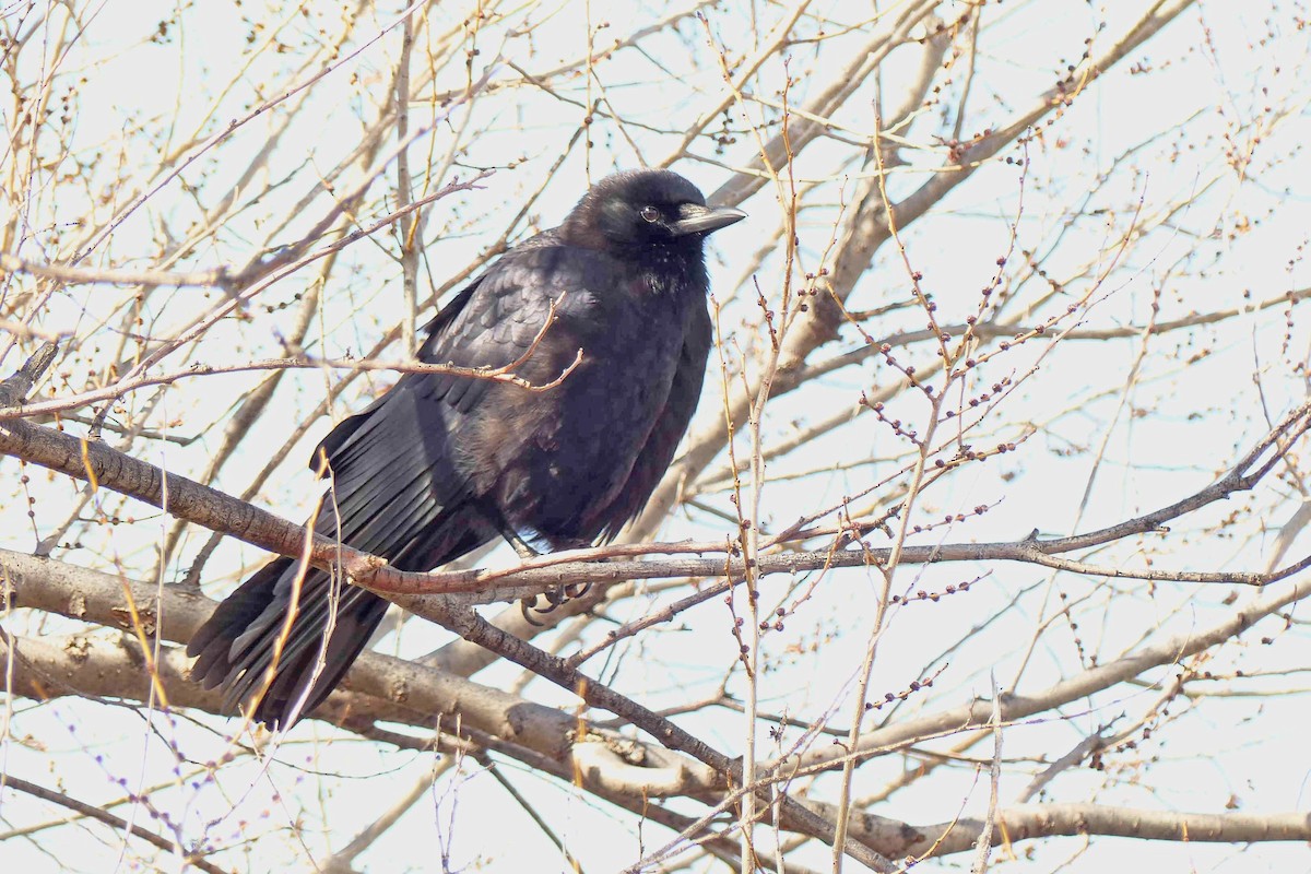 American Crow - willem van vliet-