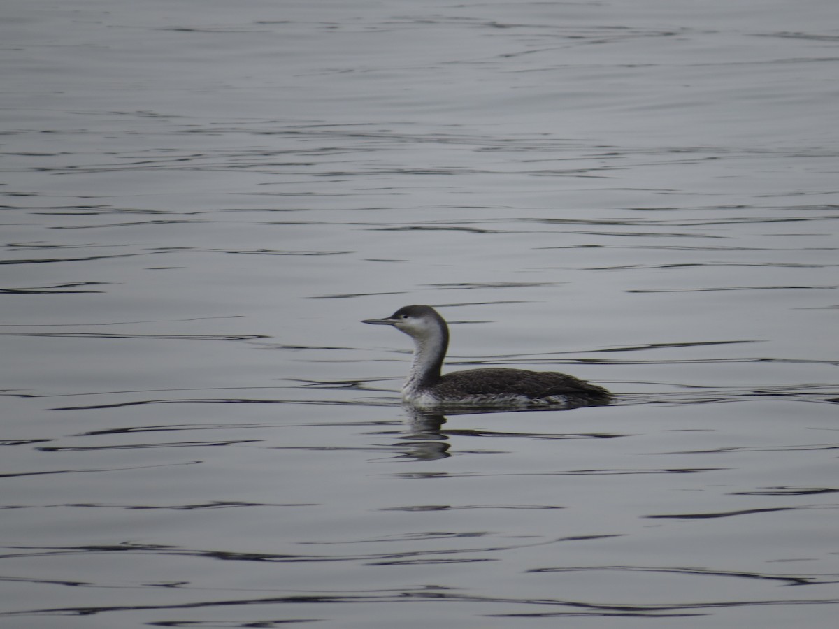 Red-throated Loon - ML86045371